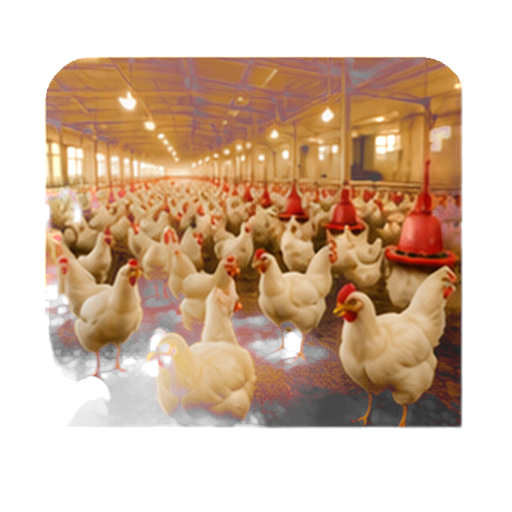 Poultry Farming